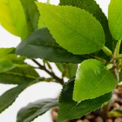 Sztuczny kwiat w doniczce 25 cm